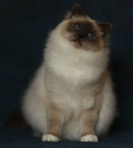 Floki